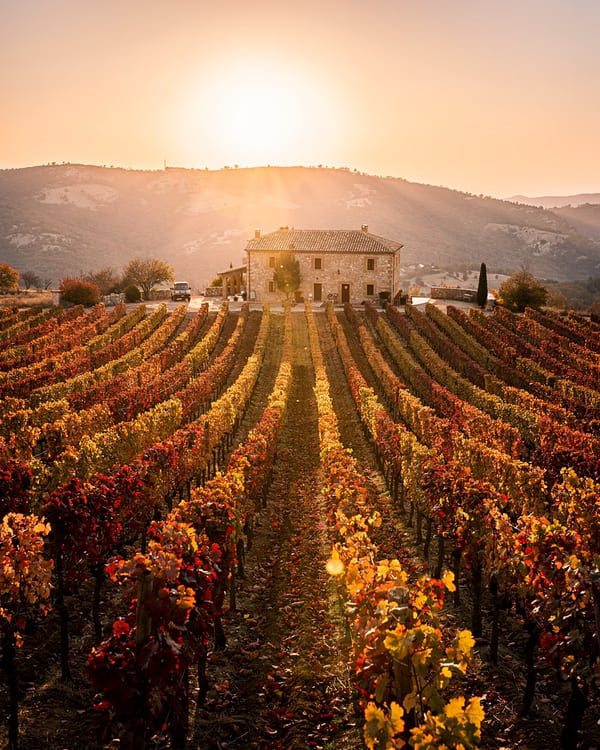Viñedo al atardecer