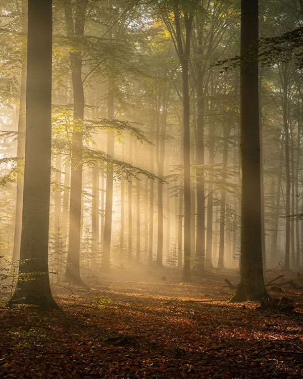 Bosque con niebla al amanecer